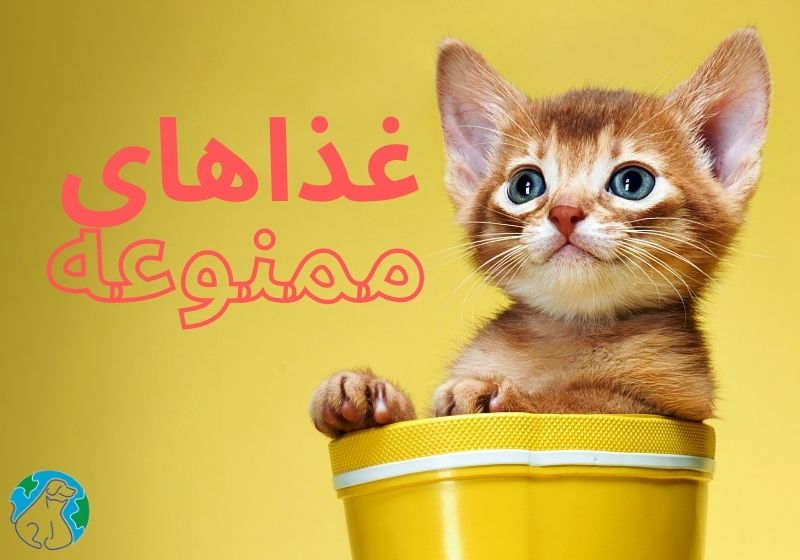 غذاهای ممنوعه برای گربه چیست؟